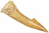 Huge, Fossil Sawfish (Onchopristis) Rostral Barb - Morocco #366719-1